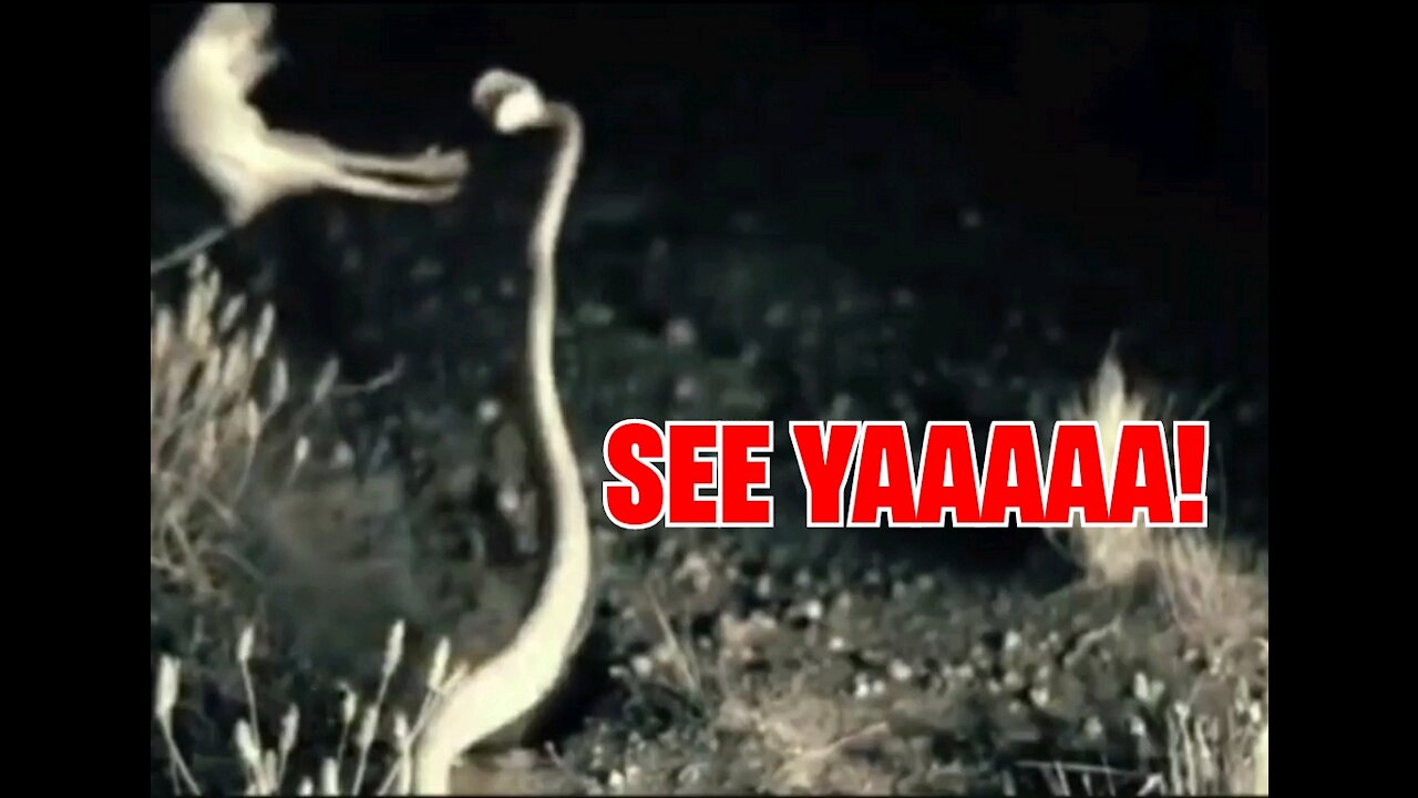 Take a break 🐁🐍