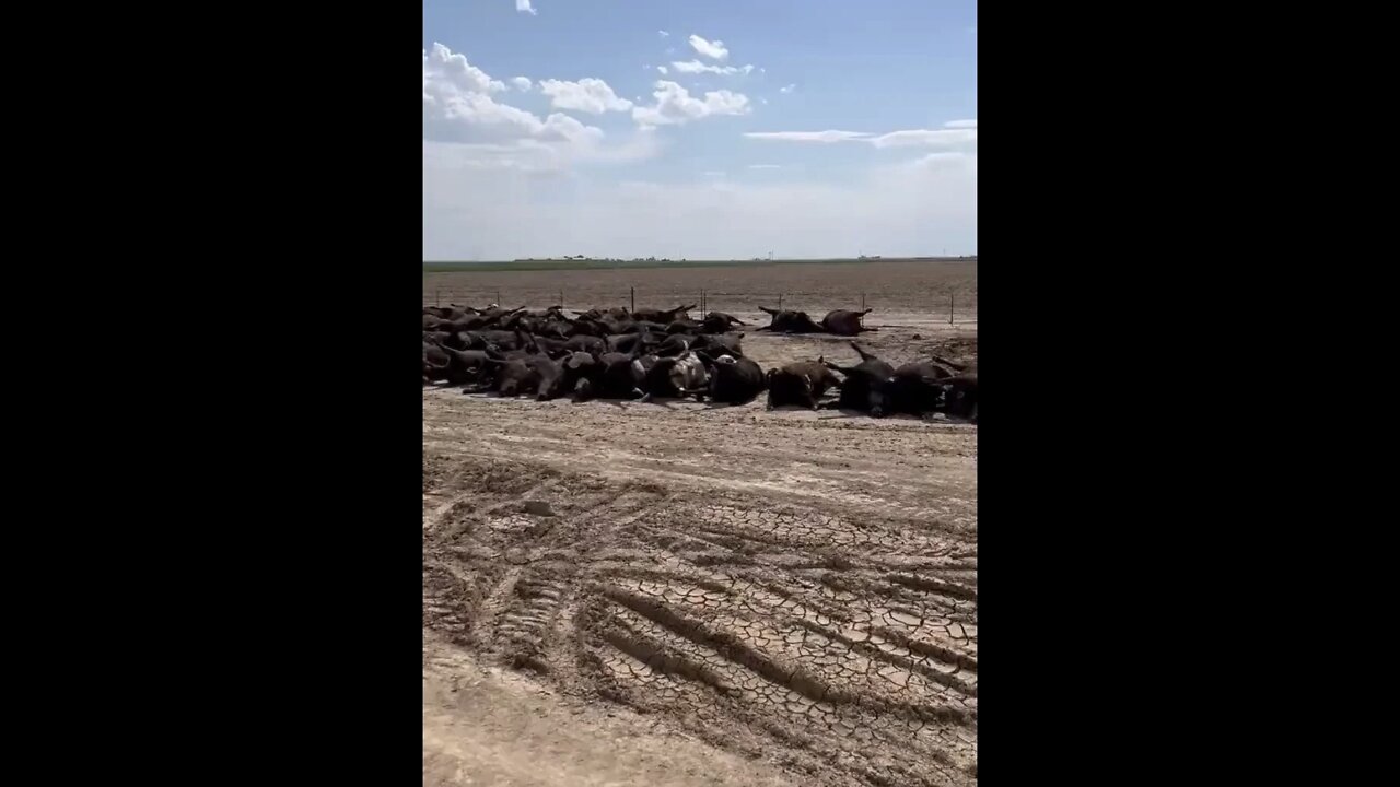 Cows Died From Heat Wave, Really?