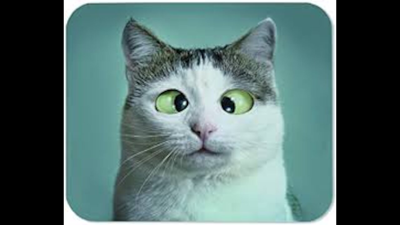 Funny Cats 😹 - Don't try to stop laughing 🤣 - Cats In Funny Situations