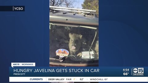 Hungry javelina gets stuck in car, goes for ride in Arizona