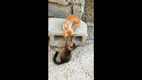 Two cute cat playing with one another.