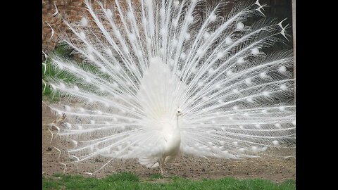 Beautiful white peacock fully tail open