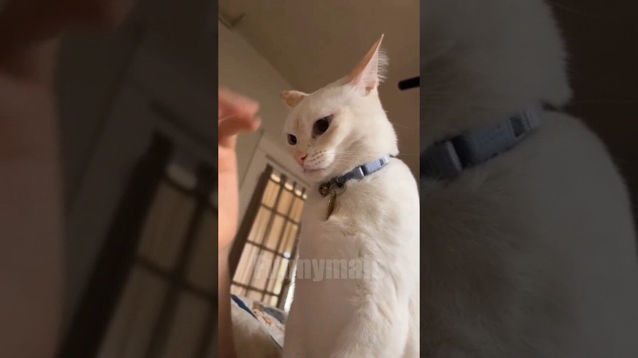 😂funnyanimalvideo