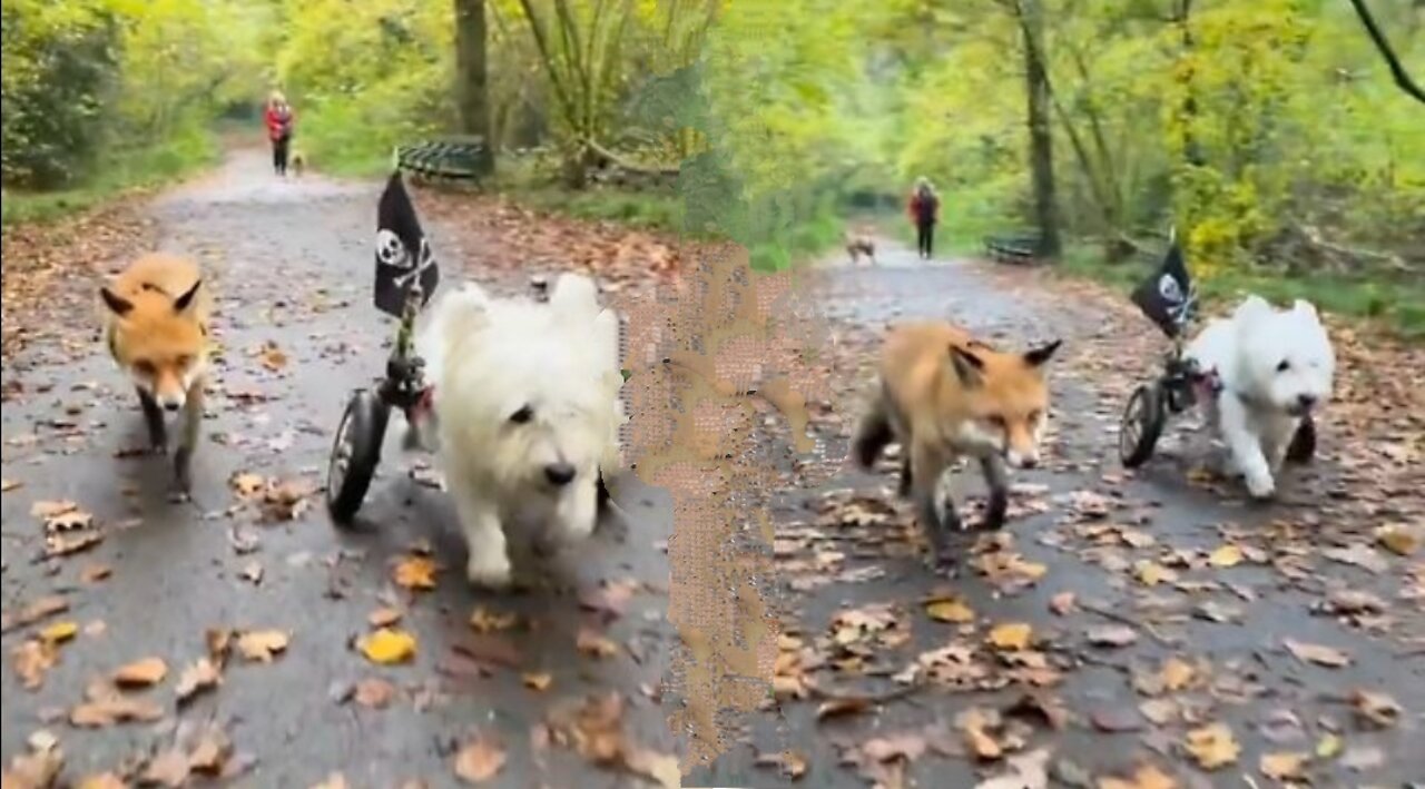 Dog and fox meet at the vet, now share incredible bond together