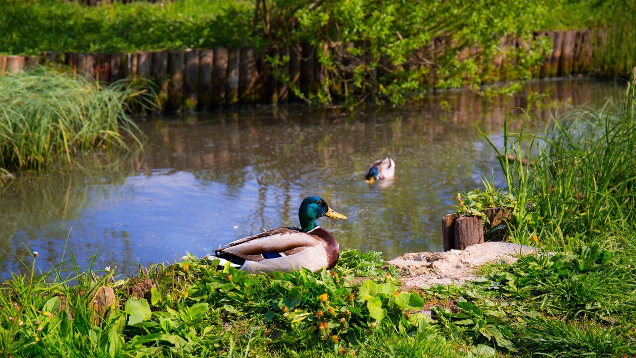 #1 BRAZILIAN DUCKS