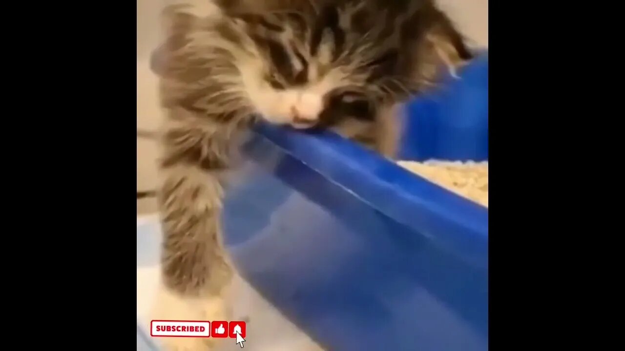 cute cat videos 😹 funny videos 😂1604