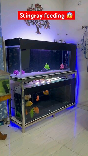 How clean shrimp before feeding monster fish