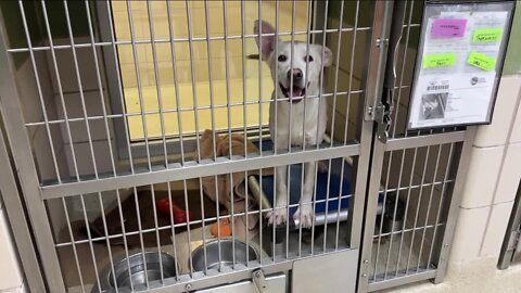 Pasco Animal Services waives adoption fees until the end of September