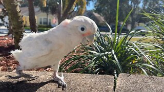 Bird runs on rocks!