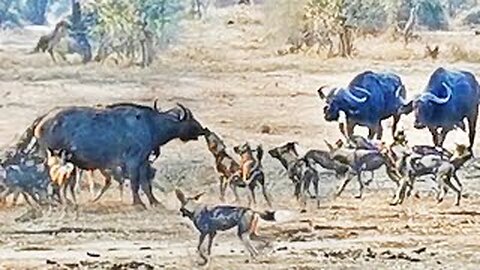 Wild dogs pop huge pimple on biffalo