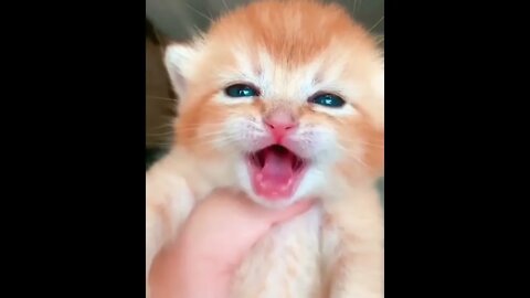 Cat crying