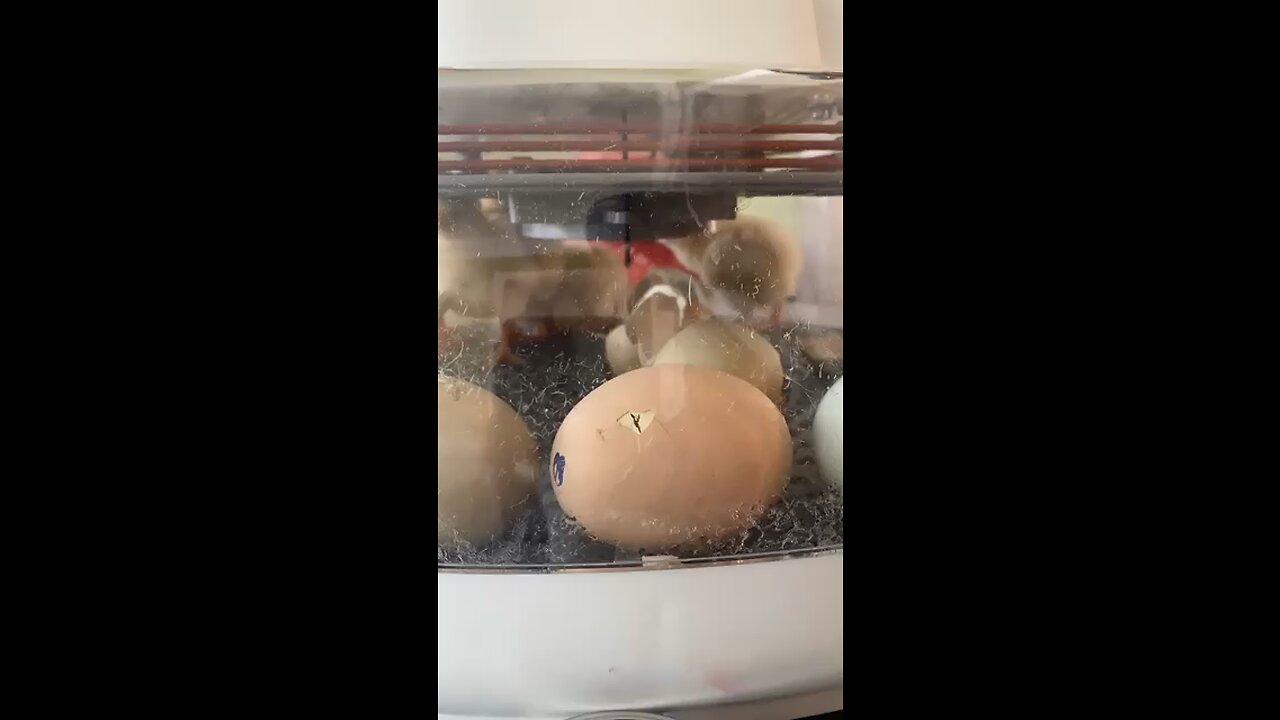 Chick hatching