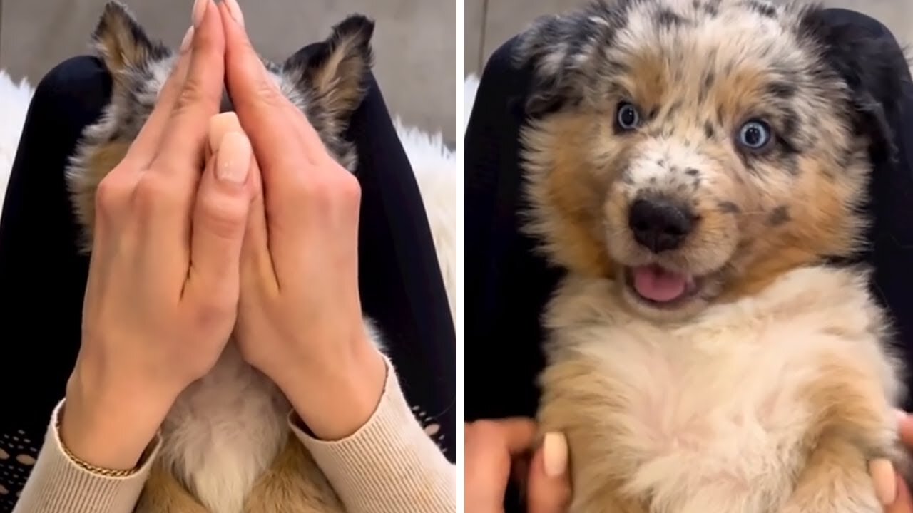 New puppy gets adorable face reeal.