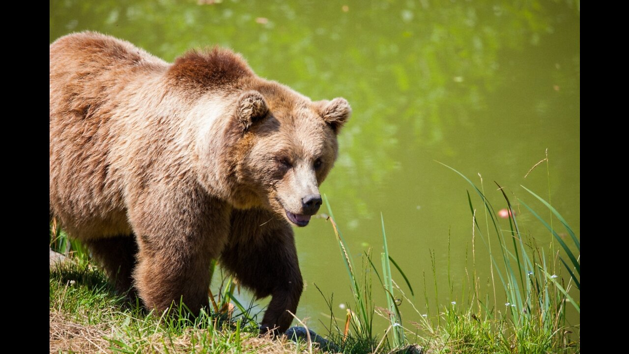 Mama Bear and Cub on a Meadow #Shorts