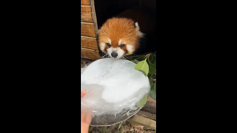 This animal is so cute🥰