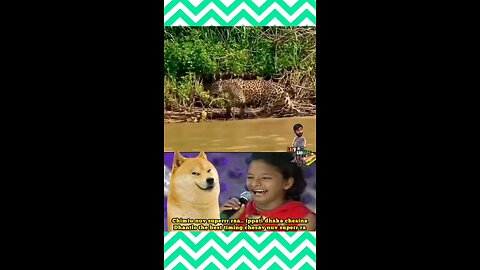 crazy dog