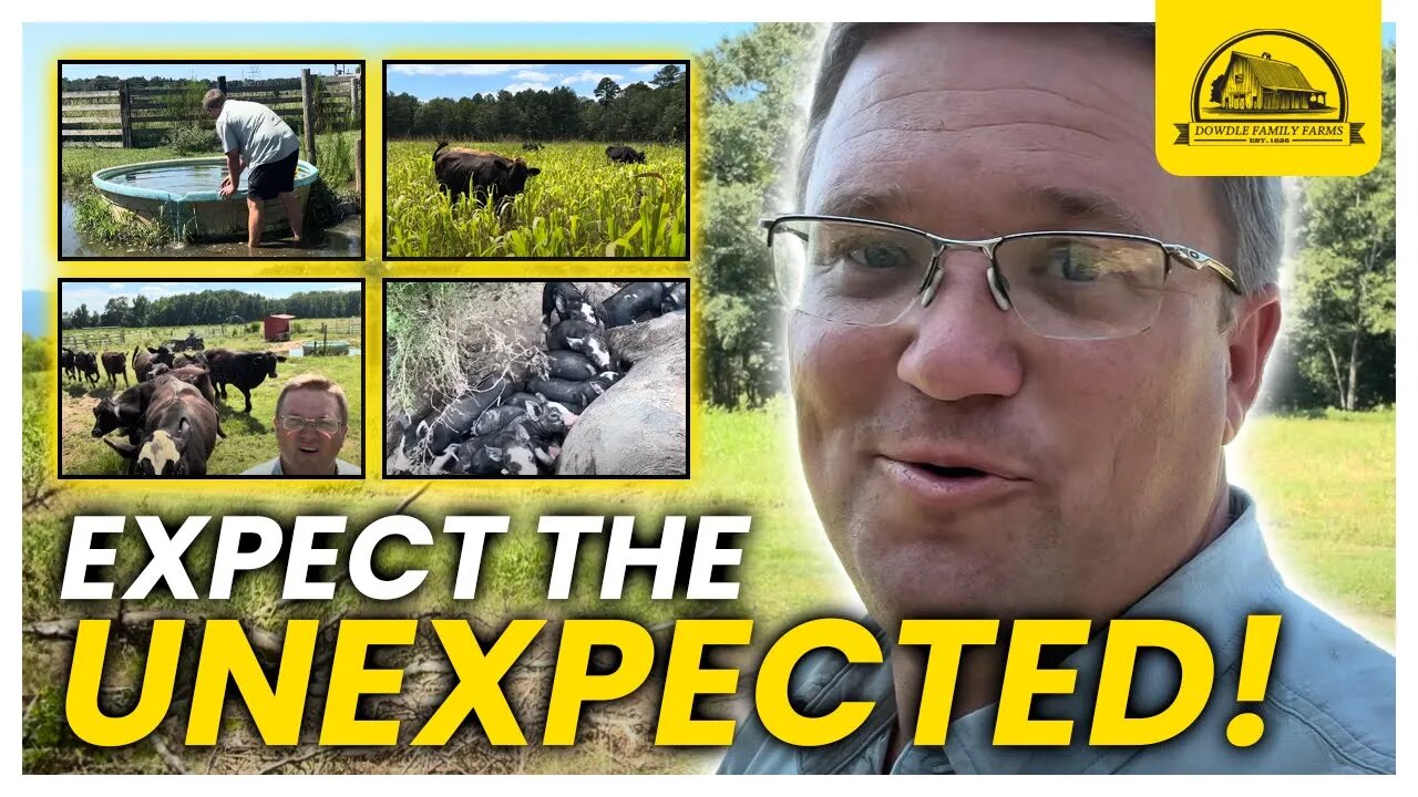 Moving Cows, Catching Piglets, and Why I Don't Like Polytape