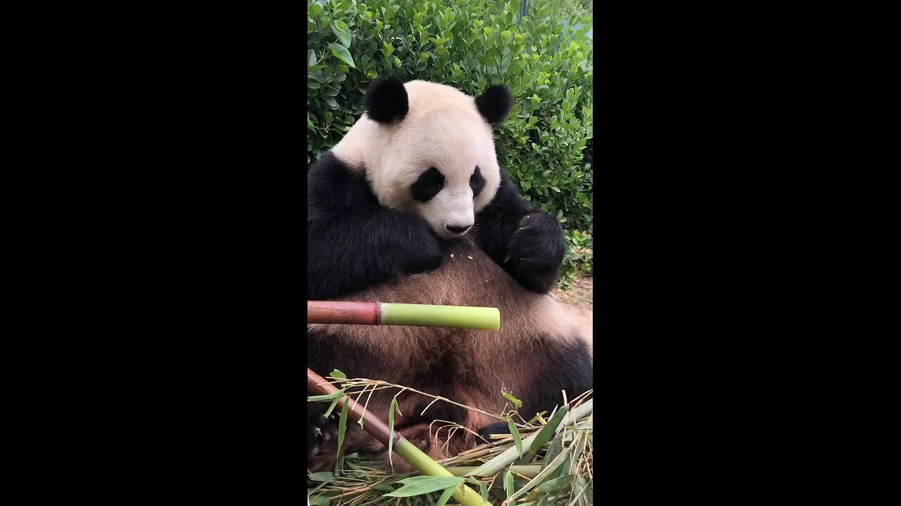 cute panda eating bamboo