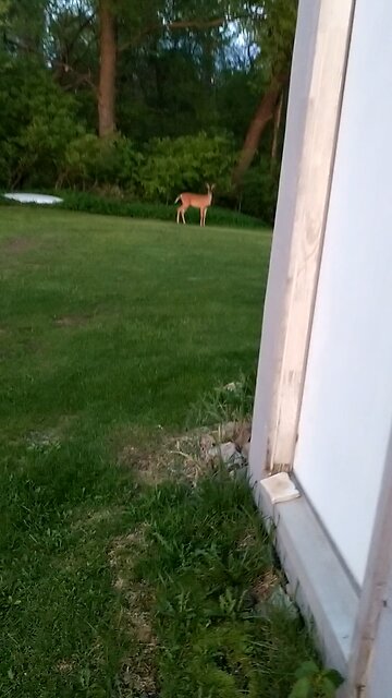 White Tail deer takes a leap