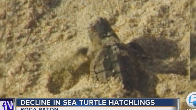 Decline in sea turtle hatchlings