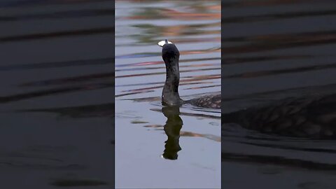 Cormorant Mealtime #shorts #short