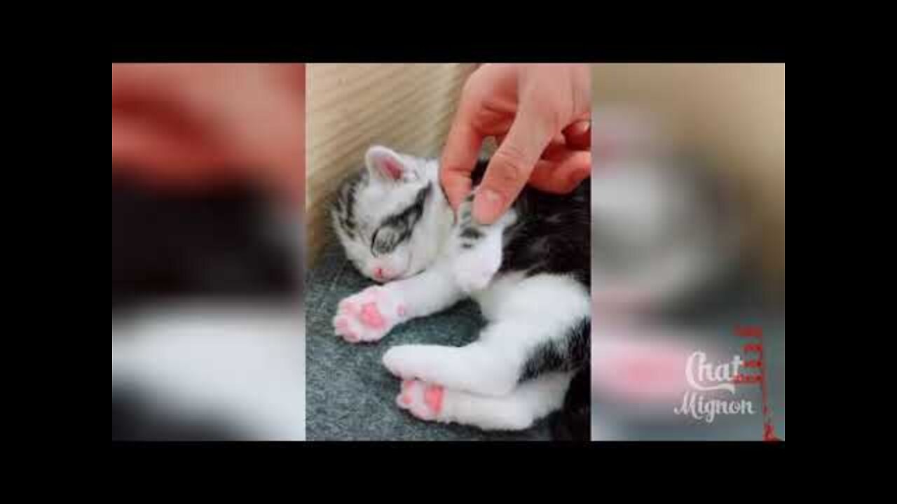 Try Not To Laugh - Funny Cat Videos to Die Laughing About