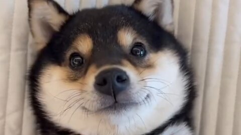 dog hygiene