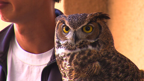 Raptors & The Environment