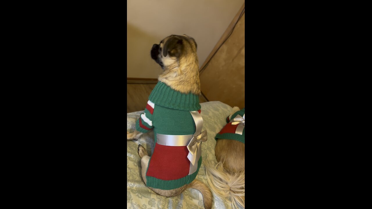 “Tis the season for paw-some moments and wagging tails.” 🎥🐕🎄