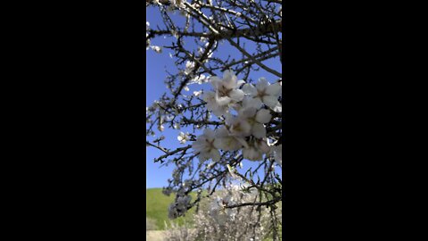 Almond Flowers