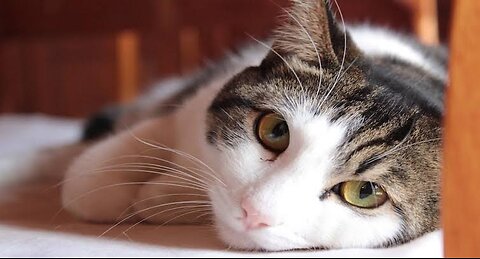CatLove, Cute cat