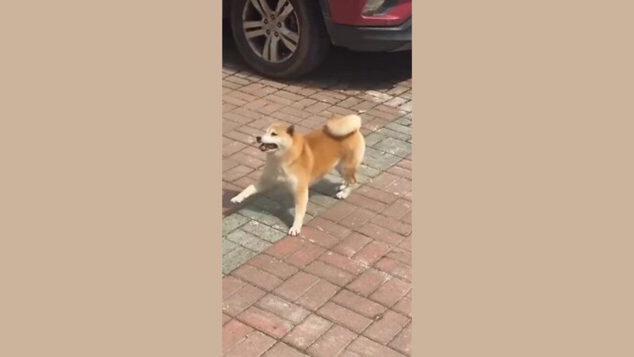 Joyful Shiba Sprint 🐕💨: Happy Paws and Wagging Tails! 🐾😄