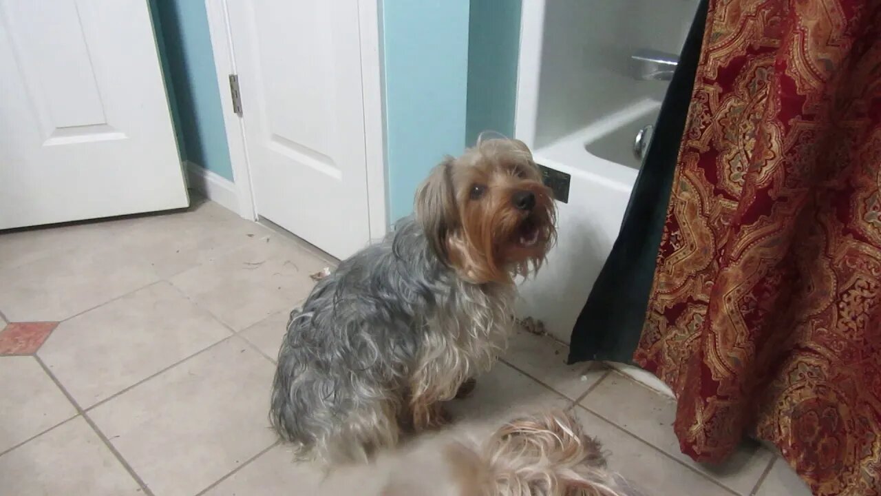 20190415 Pups don't like dishes in tub.