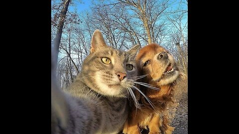 Funny animals- funny cat & dog in 2023