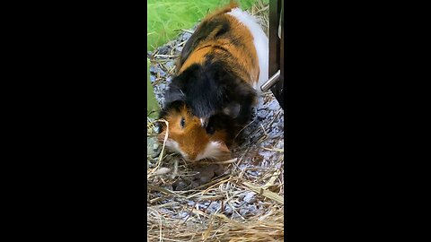 Guinea Pig Eating