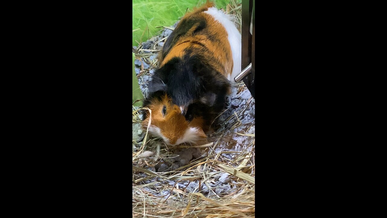 Guinea Pig Eating