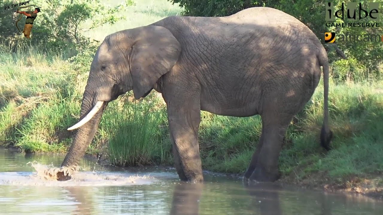 Drinking Elephant Bull