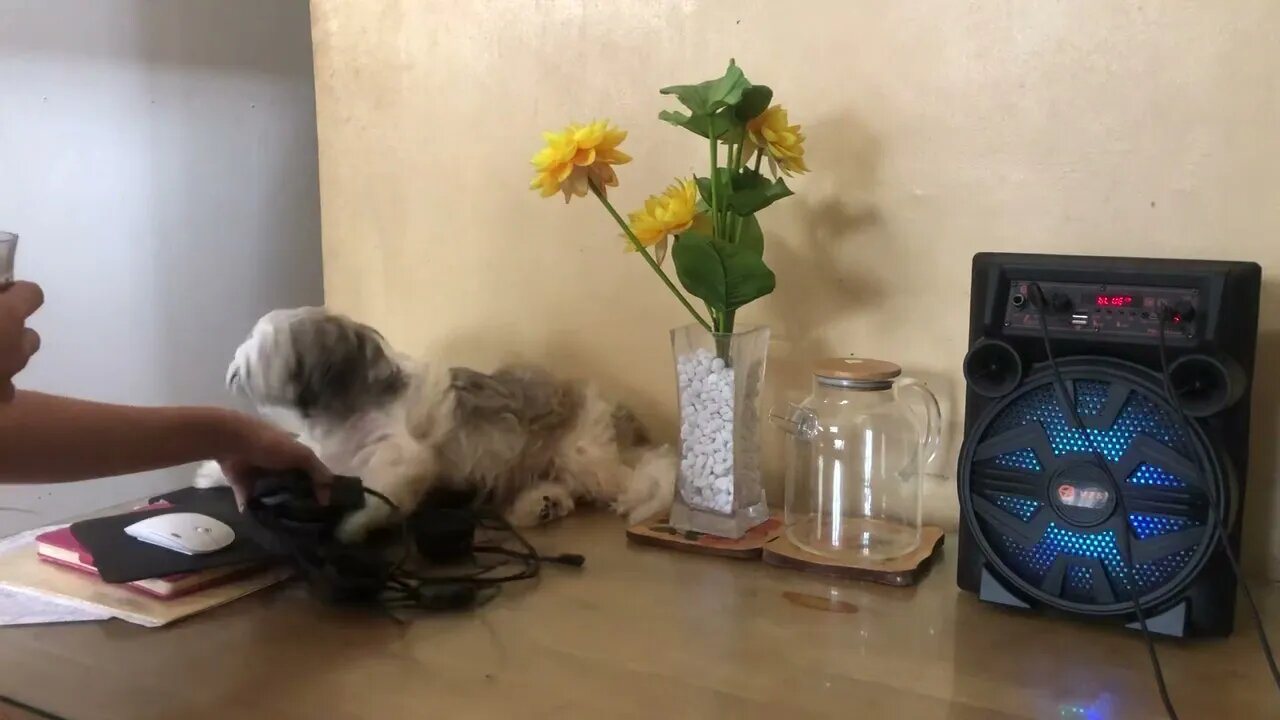 Videoke with my Shih tzu babies =)