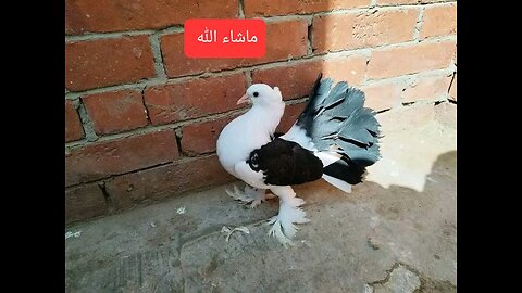 اللهم أصلح لي ديني ودين