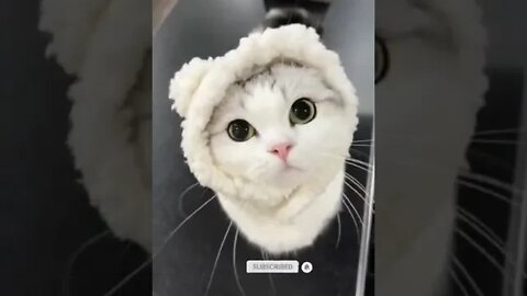 cute cat videos 😹 funny videos 😂 1123 😻 #shorts