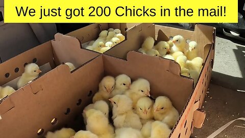 We just got 200 Chicks in the mail!