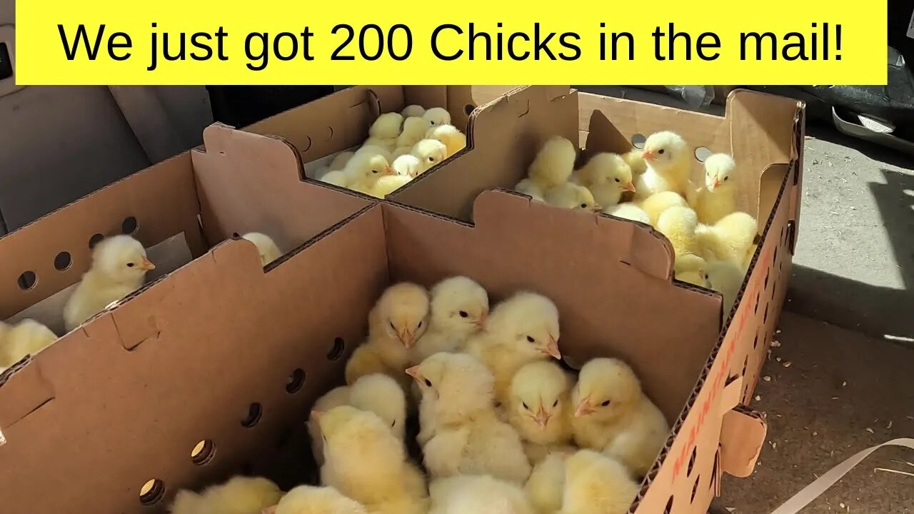 We just got 200 Chicks in the mail!