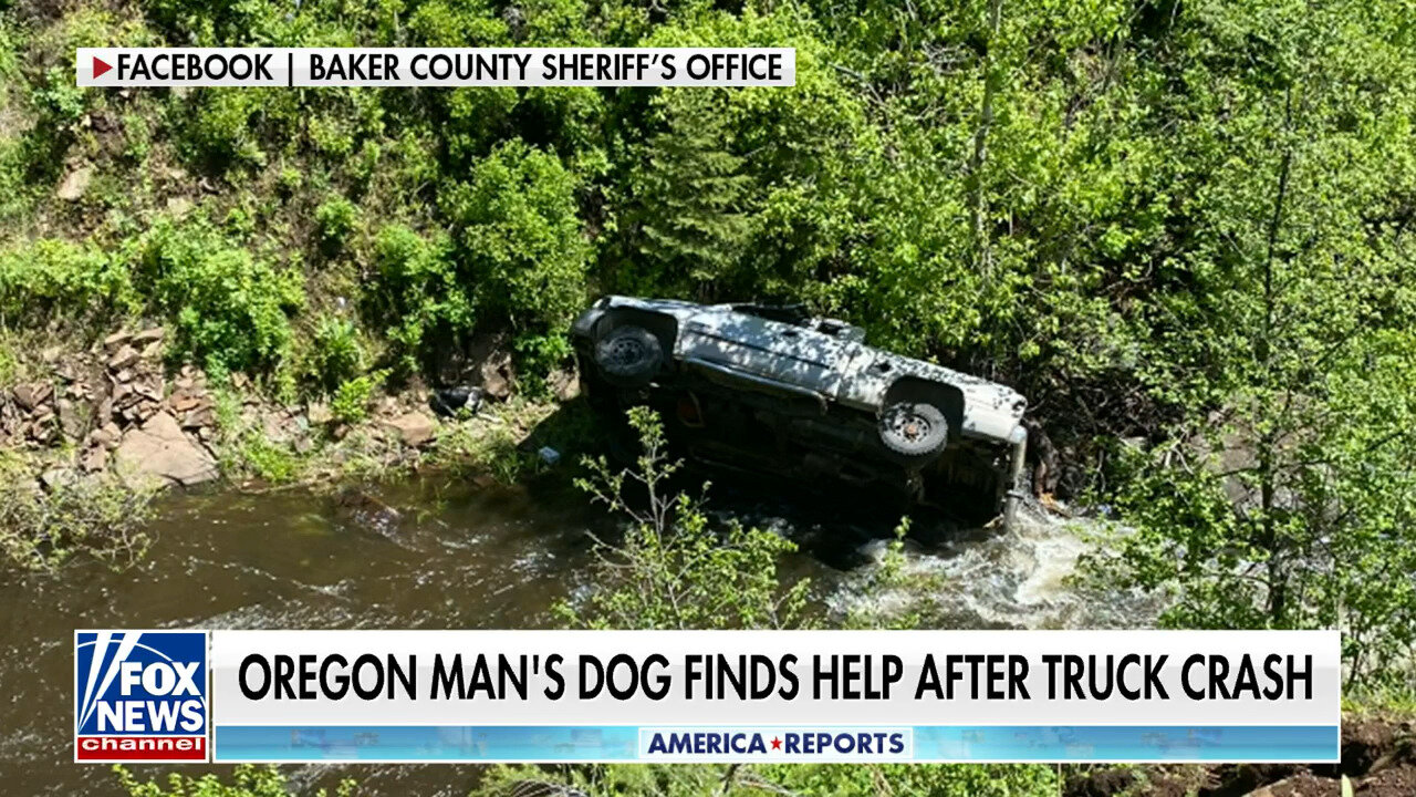 Dog Runs Four Miles To Get Help For Owner After Truck Goes Off Cliff