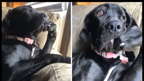 Hilarious doggy sits in a very distinguished manner