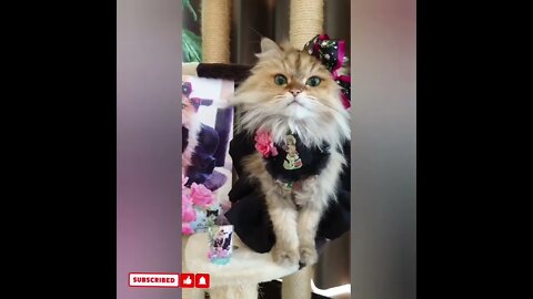 cute cat videos 😹 funny videos 😂1685