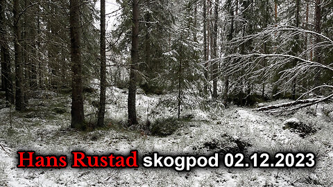 Skogpod 2. desember 2023