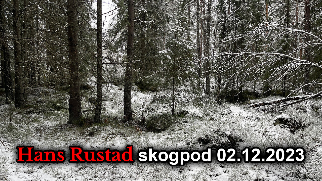 Skogpod 2. desember 2023