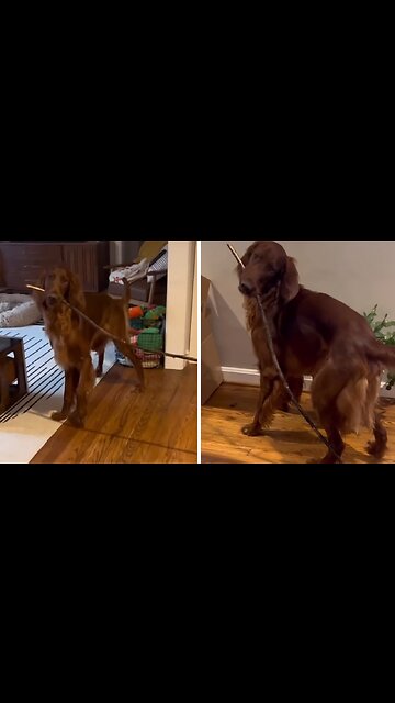 Dog Caught Bringing Giant Stick Into Home