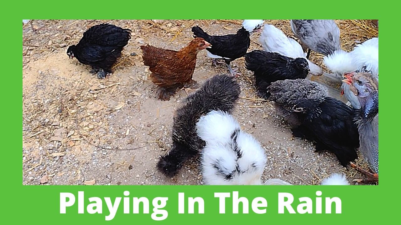 Baby Chicks Playing In Rain