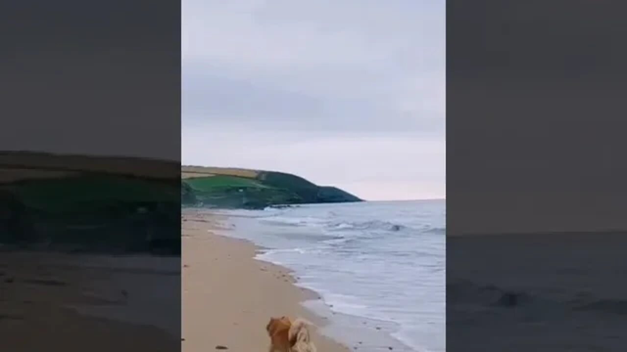 The Birds pick up flight... #asmr #morningwalk #birds #sea